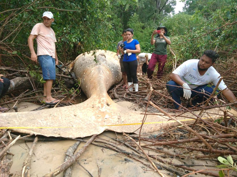 В бразильских джунглях обнаружили 8-метрового горбатого кита