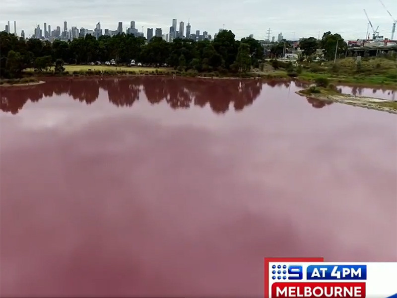 В австралийском Мельбурне неожиданной достопримечательностью, куда потянулись иностранные туристы и местные жители, стало внезапно порозовевшее соленое озеро в парке Уэстгейт