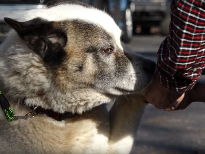 В Калифорнии пес вернулся к хозяевам через 101 день после пожара, уничтожившего весь город