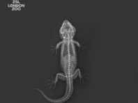 Просвеченные рентгеном обитатели Лондонского зоопарка предстали в необычном виде на ФОТО