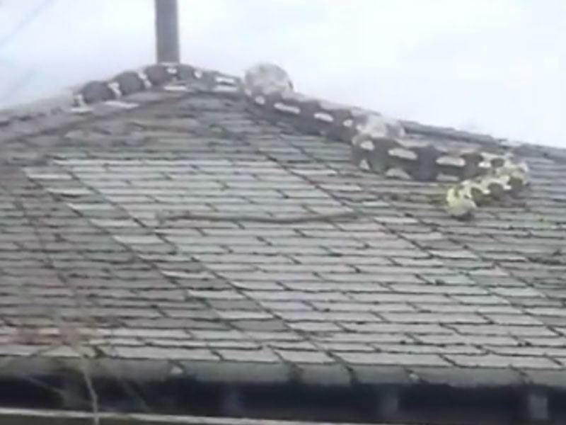 Пятиметровый питон на крыше дома перепугал жителей Детройта