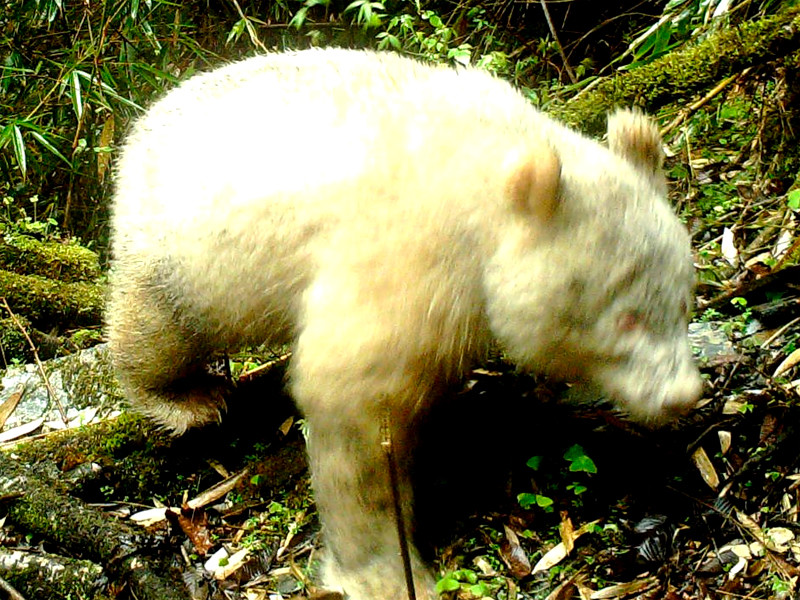 Панда-альбинос в заповеднике "Волун"