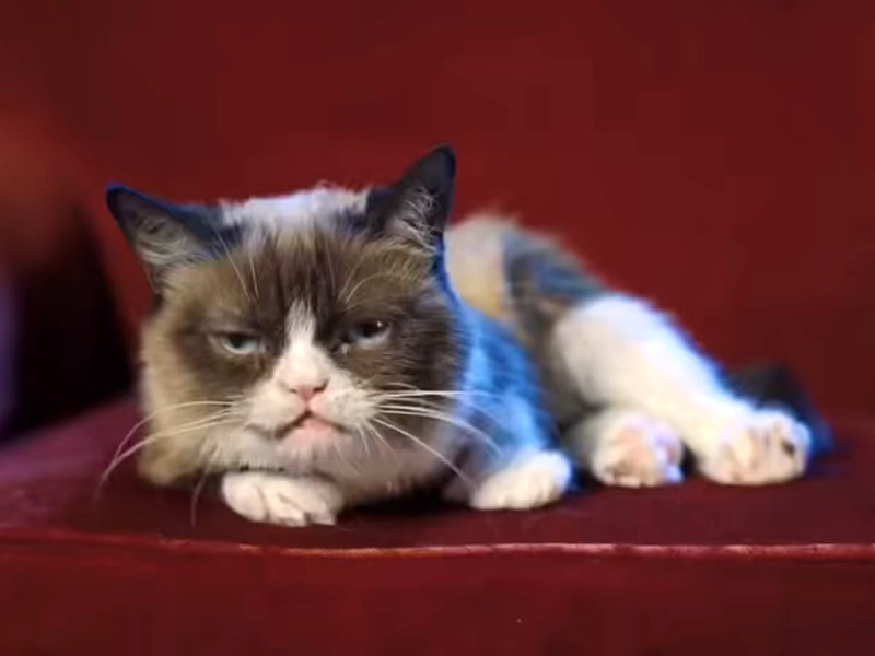 NEWSru.com :: Умерла знаменитая кошка-мем и мультимиллионер Grumpy Cat