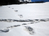В Гималаях на высоте 3500 метров военные альпинисты нашли доказательства существования снежного человека и засняли их (ФОТО)