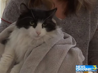 В Санта-Барбаре к хозяевам после 475 дней разлуки вернулся кот, пропавший во время смертоносных селей (ВИДЕО)