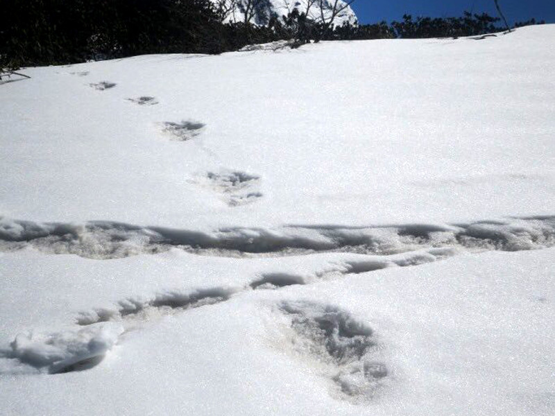 Группа военных альпинистов из числа военнослужащих Индии обнаружила в горах Непала, недалеко от природного заповедника Макалу, что в восточной зоне Гималаев, доказательства существования снежного человека (йети)