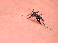 Власти намерены принять превентивные меры для предотвращения распространения комаров, переносящих вирус, проводя фумигацию в домах граждан, на приусадебных участках и рабочих местах

