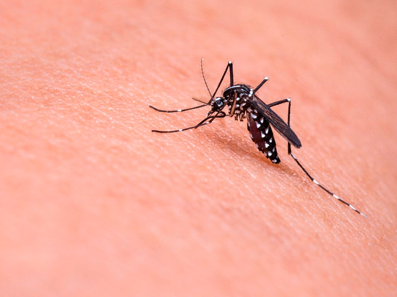 Власти намерены принять превентивные меры для предотвращения распространения комаров, переносящих вирус, проводя фумигацию в домах граждан, на приусадебных участках и рабочих местах

