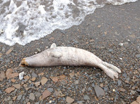 Вдоль побережья Берингова и Чукотского морей в американском штате Аляска обнаружено большое количество мертвых тюленей. Погибли по меньшей мере 60 животных трех видов - кольчатых нерп, ларг и морских зайцев