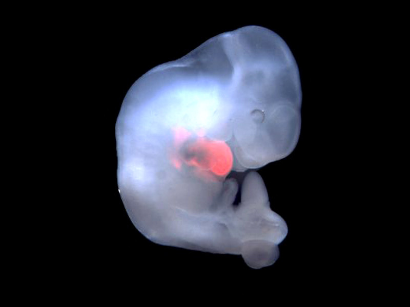 В 2017 году исследователи использовали революционную технику генетического редактирования CRISPR для инактивации генов эмбрионов мыши, которые необходимы для развития сердца, глаз и поджелудочной железы. Затем они вводили стволовые клетки крысы, способные генерировать эти органы. Результатом стала серия эмбрионов химер крысы и мыши
