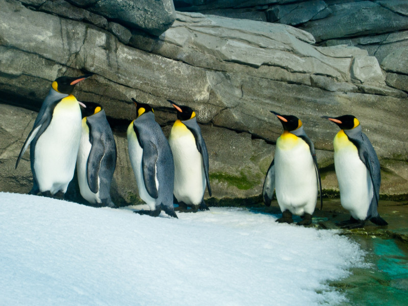 Пингвины-геи из берлинского зоопарка так хотели птенцов, что высиживали камни