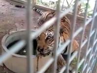 86 тигров, вывезенных три года назад из скандального "тигриного монастыря" в Таиланде, не выжили