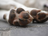 Ветеринары опасаются, что неизвестная болезнь, убившая десятки собак в Норвегии, может быть опасна и для людей
