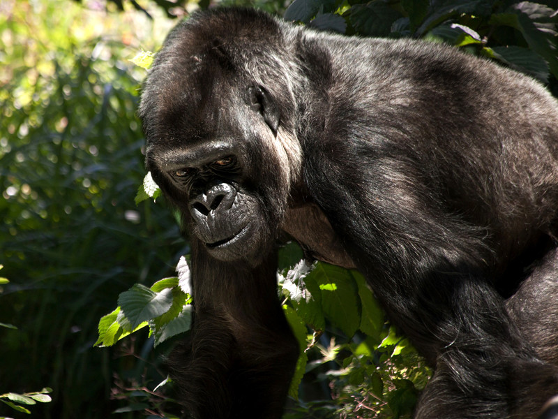 Один из учителей продемонстрировал классу фотографию темнокожих школьников, которые были на экскурсии в зоопарке Бронкса, подписав ее "Как обезьяны", а затем разместив изображение гориллы