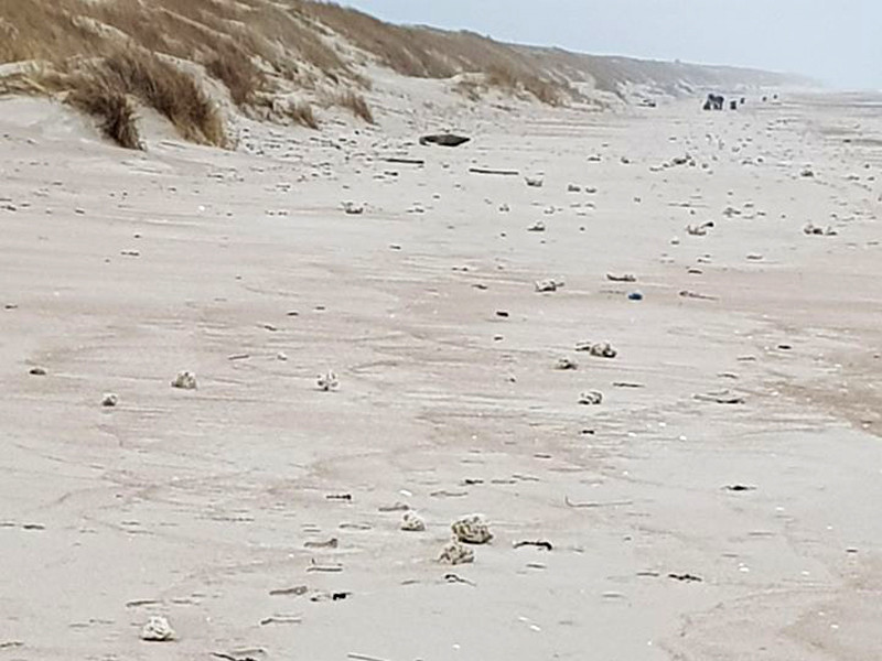 На берег Куршской косы в районе муниципалитета Неринга в Литве выбросило тонны вещества, похожего на парафин, предположительно российского происхождения