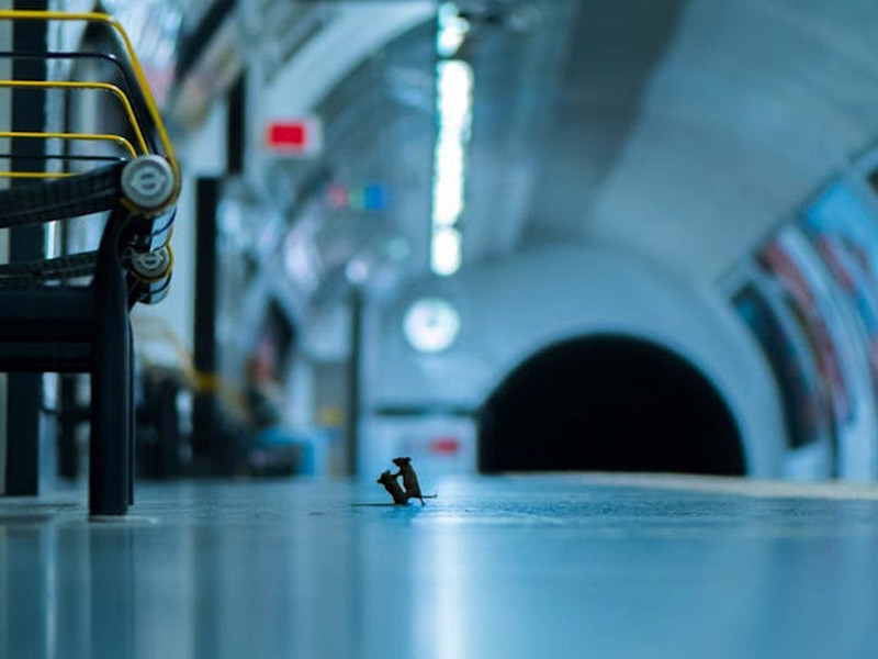 На ежегодном конкурсе "Лучшее фото живой природы - LUMIX People's Choice" народную награду по итогам всеобщего голосования получил 25-летний британский фотограф Сэм Роули за снимок боя двух мышек в городской подземке