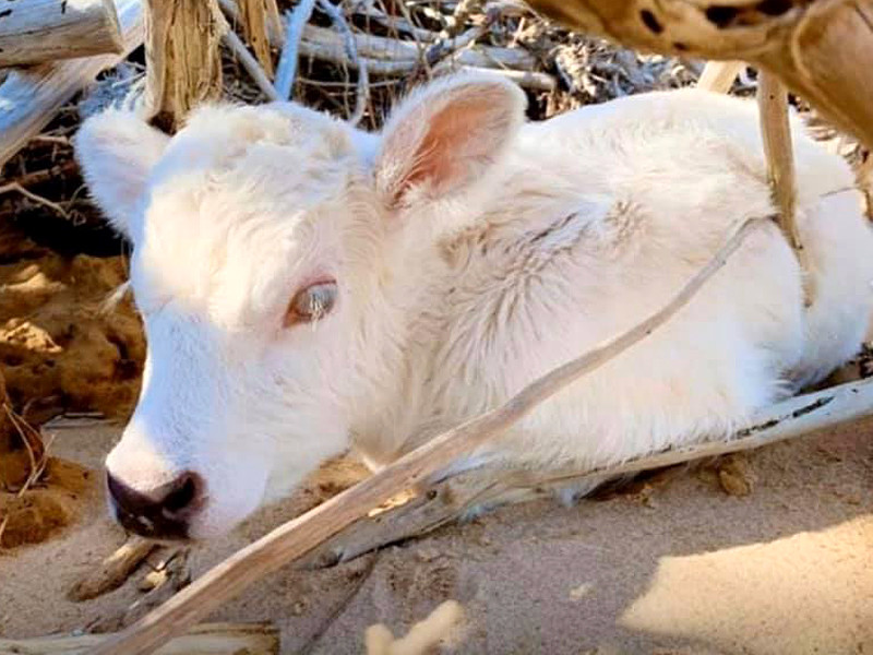 В США унесенная ураганом с одного на другой остров корова родила теленка с глазами разного цвета