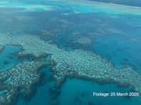 На Большом Барьерном рифе зафиксирована массовая гибель кораллов
