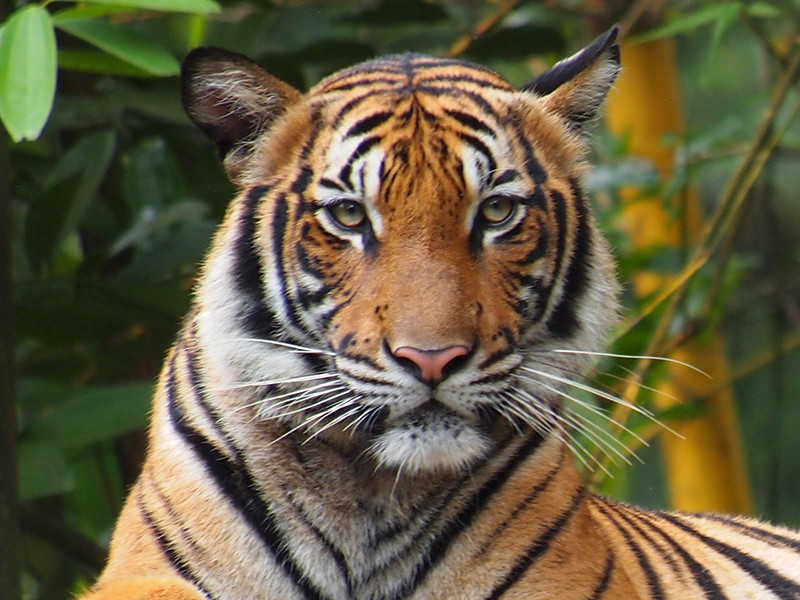 В нью-йоркском зоопарке отмечен первый известный в мире случай коронавируса у тигрицы, ее мог заразить человек