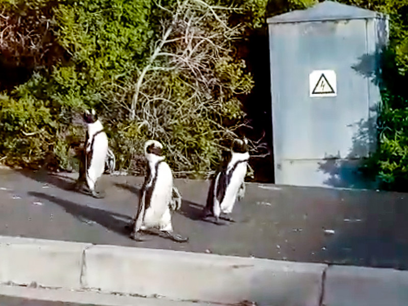 Видео из южноафриканского города Саймонстаун стало вирусным, на различных сайтах и в соцсетях оно собирает миллионы просмотров. В пригороде Кейптауна несколько дней назад запечатлели троицу очковых пингвинов, которые бродили по тротуарам и улицам


