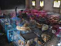 Министерство сельского хозяйства Китая исключило собак из проекта списка животных, чье мясо можно употреблять в пищу