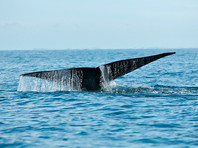 В водах Национального парка Каланки, который находится недалеко от Марселя, 7 апреля замечены финвалы. Этот вид китов (размер - от 18 до 24 метров в Северном полушарии, вес - 40-70 тонн) является вторым по величине животным планеты и уступает по этому показателю лишь синему киту. В море сейчас курсирует значительно меньше судов

