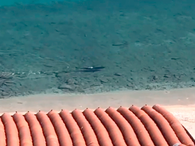 Автор ролика в интервью Franceinfo отметила, что увидела акулу с балкона около полудня. "Сначала мы подумали, что это дельфин. Но посмотрели в бинокль и убедились, что это акула. Она несколько раз проплыла туда-обратно вдоль пляжа, иногда ускоряясь. Все это длилось 3-5 минут", - рассказала студентка

