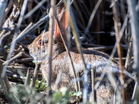 Кролик в дикой природе в штате Калифорния