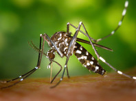 На опустевшей Ибице началось нашествие комаров, переносящих вирусы