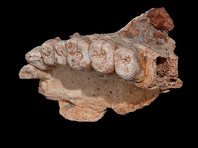 Фрагмент человеческой челюсти, обнаруженной в пещере возле горы Кармель, свидетельствует о том, что на территории нынешнего Израиля жили и люди, несмотря на холодный климат