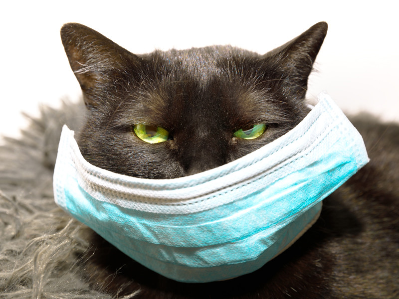 В Великобритании выявлен первый случай заражения коронавирусом домашнего кота