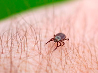 According to Chinese doctors, tick bites are the main source of infection, but it can potentially be transmitted from person to person through blood or mucous membranes.