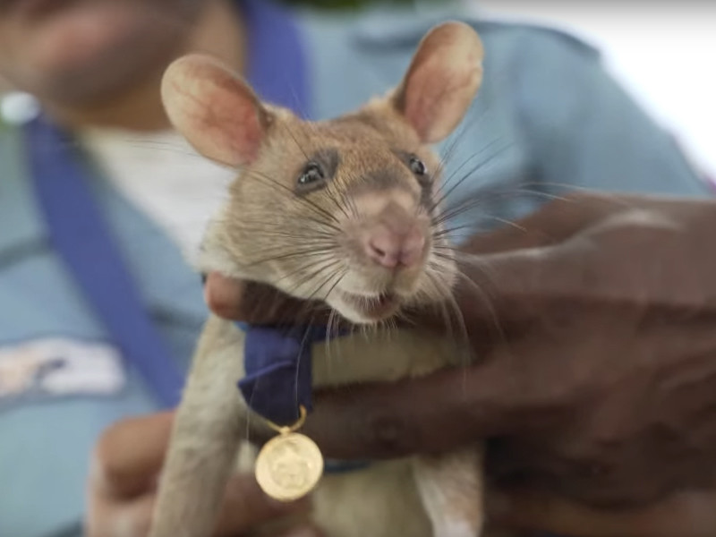 В Великобритании высшую награду страны получила сумчатая крыса Магава за поиск неразорвавшихся мин