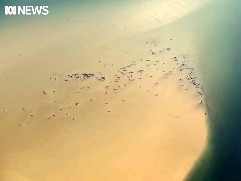 На юге Австралии на мель заплыли 270 дельфинов-гринд, 25 из них уже погибли