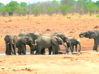 В Зимбабве назвали причиной массовой гибели слонов бактериальное заболевание