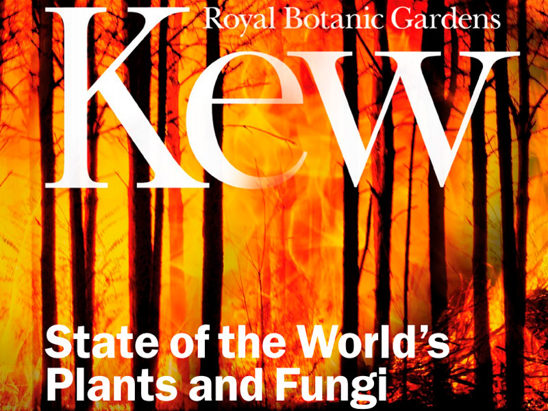 Британский королевский ботанический сад выпустил доклад о состоянии растений и грибов в мире