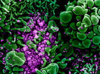 В Великобритании обнаружены еще две мутации коронавируса