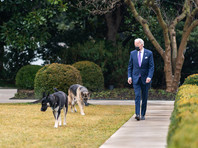 Джо Байден с собаками Мейджор (на фото - слева) и Чемп