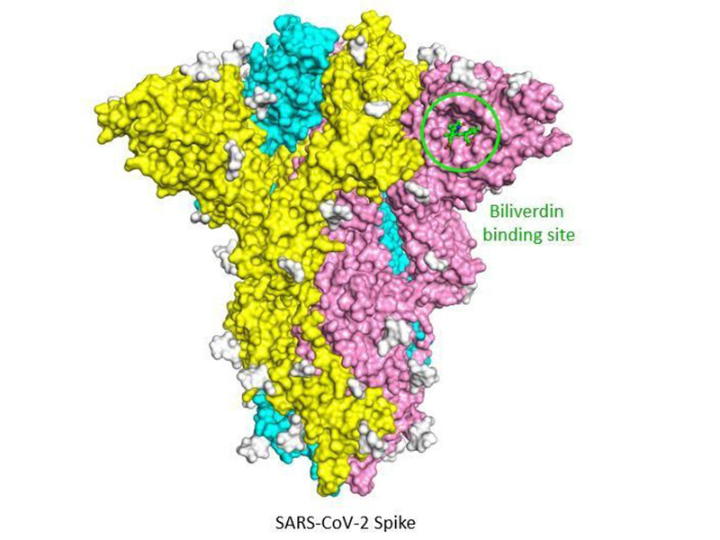 Ученые Института Фрэнсиса Крика, Имперского колледжа Лондона, Королевского колледжа Лондона и Университетского колледжа Лондона обнаружили, что природные молекулы билирубин и биливердин, образующиеся при распаде гемоглобина, могут подавлять связывание антител со спайковым белком SARS-CoV-2