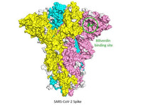 Ученые Института Фрэнсиса Крика, Имперского колледжа Лондона, Королевского колледжа Лондона и Университетского колледжа Лондона обнаружили, что природные молекулы билирубин и биливердин, образующиеся при распаде гемоглобина, могут подавлять связывание антител со спайковым белком SARS-CoV-2