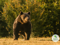 Экоактивисты назвали Артура самым крупным медведем на территории Румынии и, возможно, крупнейшим в Евросоюзе