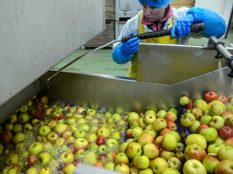 В 2015 году импорт яблок и грибов в Россию из Белоруссии в 5 раз превысил собранный там урожай