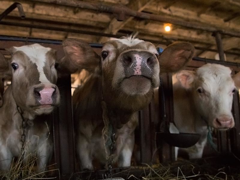 В России появился проект программы развития племенного молочного скотоводства за счет создания системы идентификации крупного рогатого скота (КРС), сети генетических лабораторий, селекционных центров