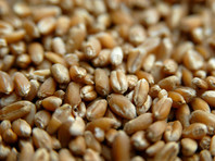 В России начинается дефицит хлебопекарной пшеницы
