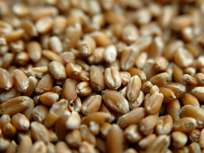 Российский союз мукомольных и крупяных предприятий оценивает дефицит продовольственной пшеницы 3-го класса, необходимой для получения хлебопекарной муки, в 12,6 млн тонн