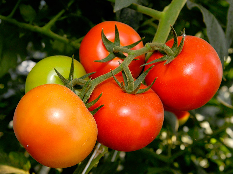 Когда с 1 января 2016 года Россия запретила ввоз ряда продуктов из Турции, под запрет попало примерно 60% импортировавшегося в РФ продовольствия, в том числе огурцы и томаты
