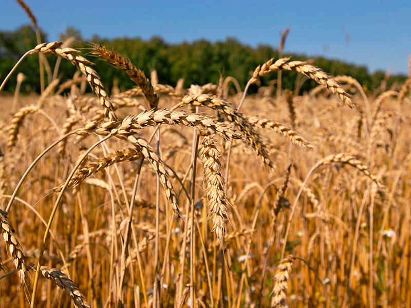 Турция сняла ограничения для российской пшеницы