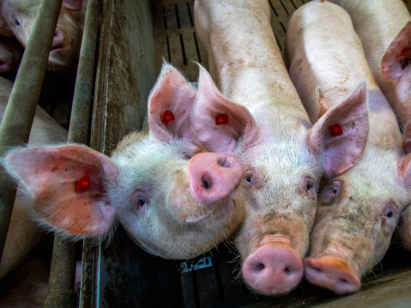 Власти РФ расширили список контрсанкционных продуктов, включив в него живых свиней

