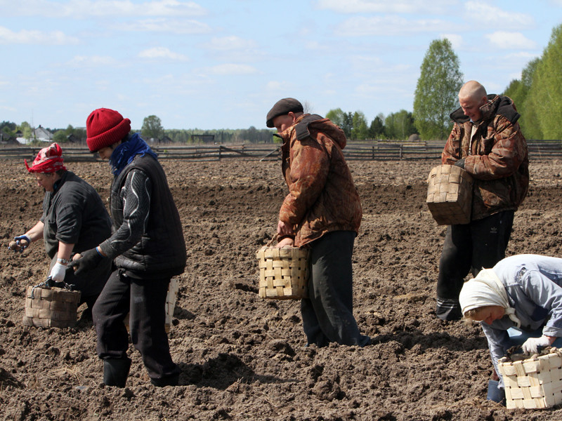 В Россельхознадзоре опровергли слухи о том, что российским гражданам могут законодательно запретить выращивать овощи и фрукты из самостоятельно заготовленного посевного материала