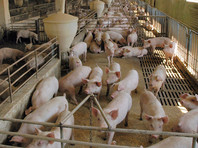Летом спрос на свинину, являющуюся основным сырьем мясопереработки, традиционно повышается